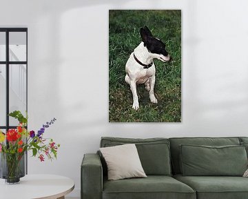 Pensive Jack Russell by Dorothy Berry-Lound