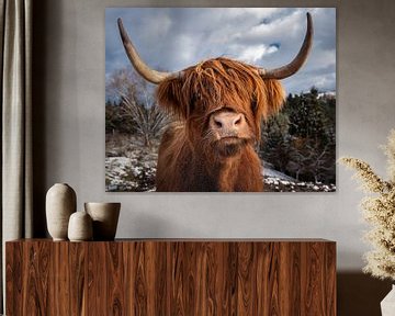 Scottish Highland cattle by Silvio Schoisswohl