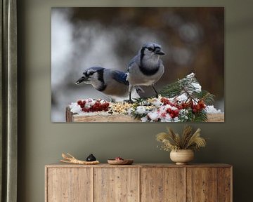 Blue jays at the garden feed by Claude Laprise