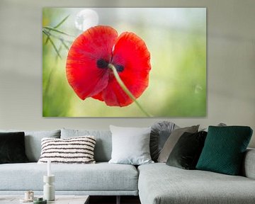 Feurig roter Mohn, von unten vor einem hübschen Hintergrund fotografiert, von Birgitte Bergman