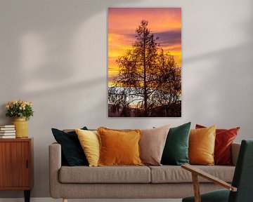 The larch in the sunset