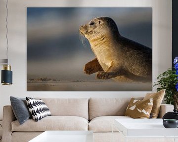 common seal by Pim Leijen