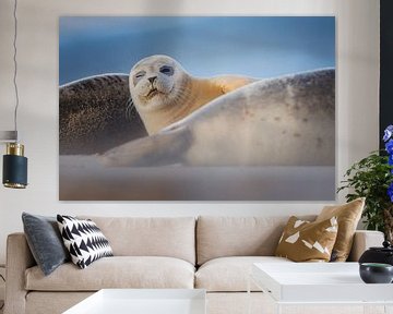 common seal by Pim Leijen