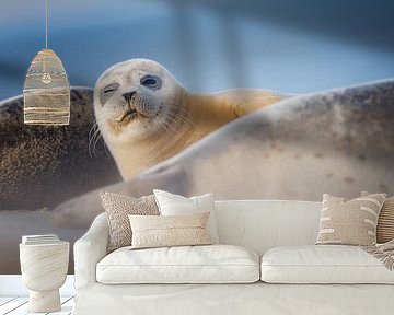 common seal