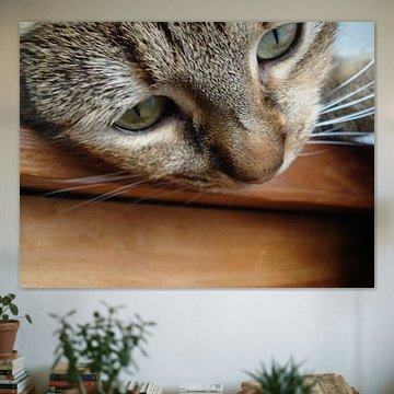 kat by Josie van Leeuwen