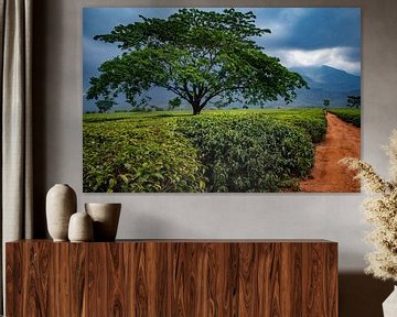 De weg, langs de groene rustgevende boom in Afrika. van Diana Stubbe