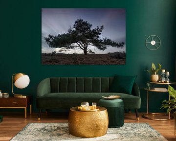 Pine tree in the wind sur Sjoerd van der Wal Photographie