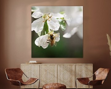 A bee embraces white blossom in the malus by Ebelien