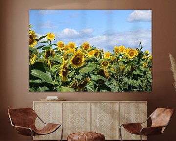 Ein Feld mit Sonnenblumenblüten von Claude Laprise