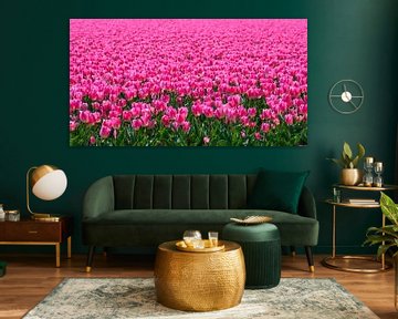 Pink Tulips in a field by Sjoerd van der Wal Photography