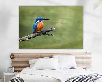 Eisvogel Vogel auf einem Zweig von Sjoerd van der Wal Fotografie