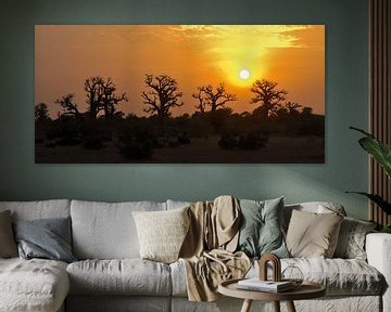 Baobabs in Senegal tegen de zonsondergang. van Hans Hut