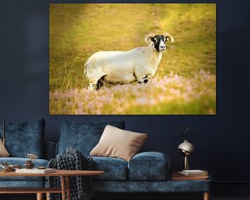 Schottland Scottish Blackface Sheep von Bianca  Hinnen