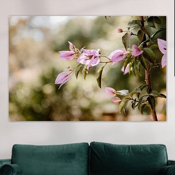 Bloemen uit Portugal nr. 2