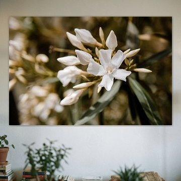 White flowers from Portugal by Lia Remmelzwaal