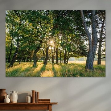 Sun among the trees of Plantation William III on the Utrecht Hill Ridge