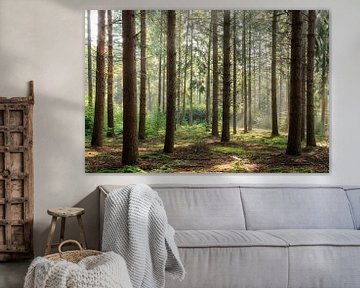 Forêt de conifères sur le domaine de Zonheuvel près de Doorn sur la crête de la colline d'Utrecht sur Sjaak den Breeje