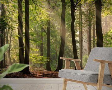 Zonneharpen tussen de bomen in de Kaapse Bossen bij Doorn op de Utrechtse Heuvelrug van Sjaak den Breeje