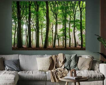 Beech trees in the Kaapse Bossen near Doorn on the Utrecht Hill Ridge by Sjaak den Breeje