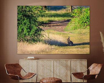 Rabbit on the path at Plantage William III on the Utrecht Hill Ridge by Sjaak den Breeje