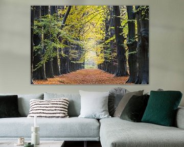 Dutch Autumn! Magnefiek tree lane in the Amerong forest! by Peter Haastrecht, van