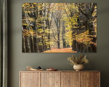 Holländischer Herbst! Prächtige Baumallee im Amerong-Wald! von Peter Haastrecht, van