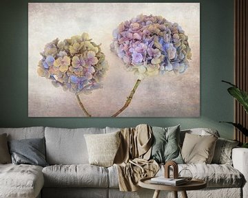 Hortensia duo in zachte kleuren tegen een rustige achtergrond van Ytje Veenstra