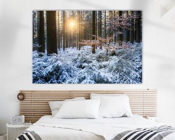 Sun in the winter forest by Daniela Beyer