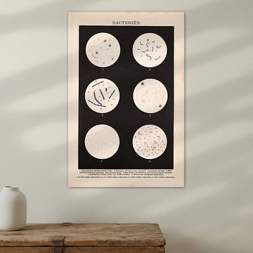 Vintage colour lithograph Bacteria