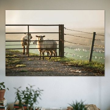 Schafe im Morgennebel van Annette Sturm