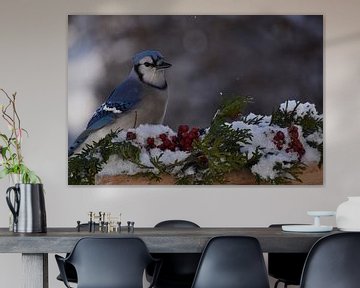 A blue jay at the garden feeder by Claude Laprise