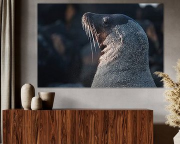 Galapagos sea lion male by Daniël Schonewille