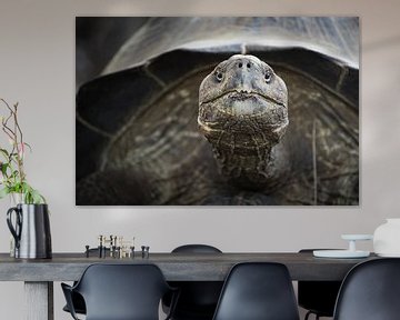 Galapagos reuzenschildpad van Daniël Schonewille