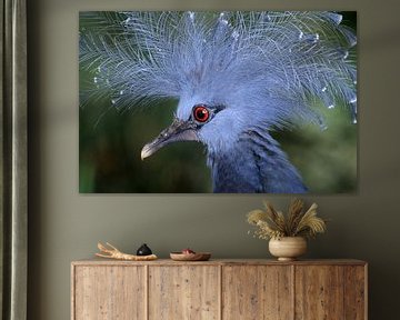 Crown Pigeon by Paul van Gaalen, natuurfotograaf