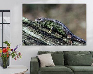 Lézard des sables sur Paul van Gaalen, natuurfotograaf