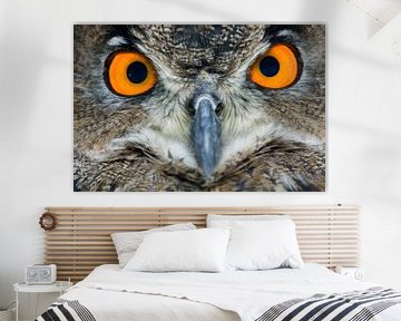 Hibou sur Paul van Gaalen, natuurfotograaf