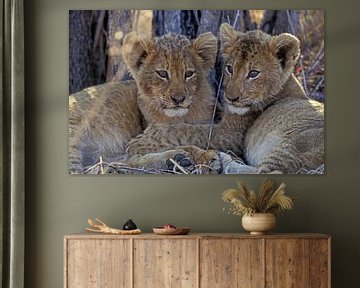 Löwenjungen von Paul van Gaalen, natuurfotograaf