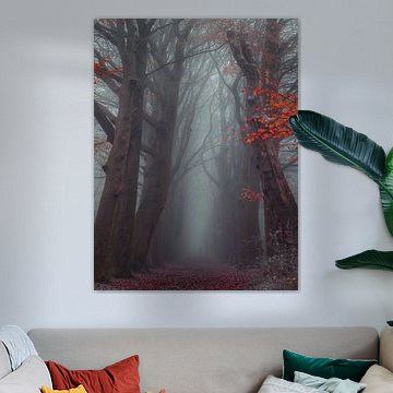 Sprookjesachtige Oranjewoud Friesland mistige ochtend