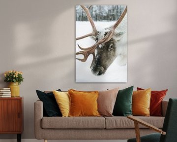 Reindeer close-up in the snow in Finnish Lapland by Suzanne Spijkers