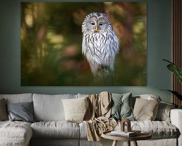 Ural owl in the autumn forest by Daniela Beyer