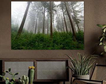 Pine tree forest during a foggy winter morning by Sjoerd van der Wal Photography