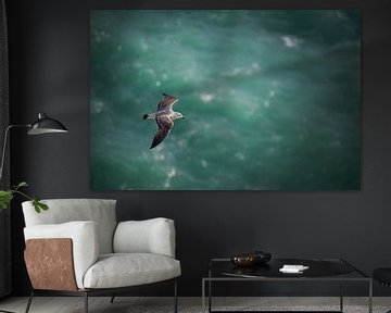 Flying seagull seen from above, with ocean below as background by Robert Ruidl