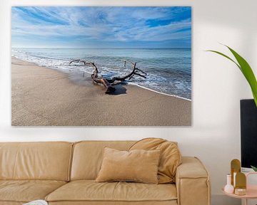 Tree trunk on the west beach on the Baltic Sea coast on the Fischland-Da