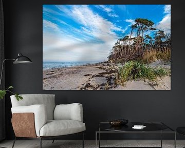 Trees on the west beach on Fischland-Darß by Rico Ködder