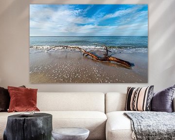 Tree trunk on the west beach on the Baltic Sea coast on the Fischland-Da