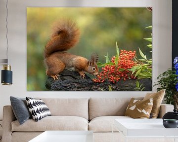 Squirrel by Marian van der Kallen Fotografie