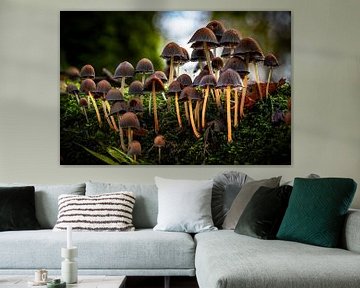 Pilz, Dorf der Zwerge. von Jos Voormolen