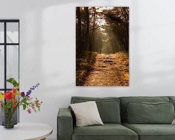 Een sprookjesachtig verlicht bos pad van Daniëlle Langelaar Photography