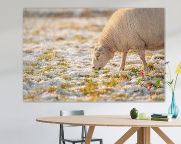 Schaap grazend in de sneeuw van Wendy de Jong