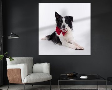 Border collie Mars is ready for Christmas by Wendy de Jong